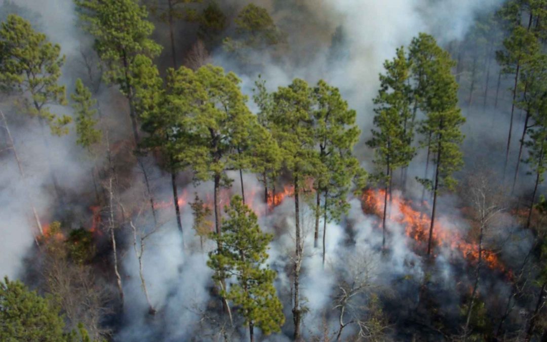 La Comunidad de Madrid contará con un nuevo Plan de Defensa contra incendios forestales