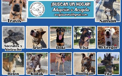 Así es la gran labor de la Asociación Canina de Leganés