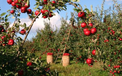 Madrid lidera estudio pionero para mejorar la monitorización en la agricultura de precisión