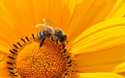 Madrid refuerza la información sobre niveles de polen y alerta a la población sobre alergias primaverales