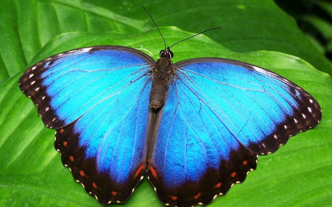 Móstoles invita a explorar el mundo de las mariposas en un taller gratuito