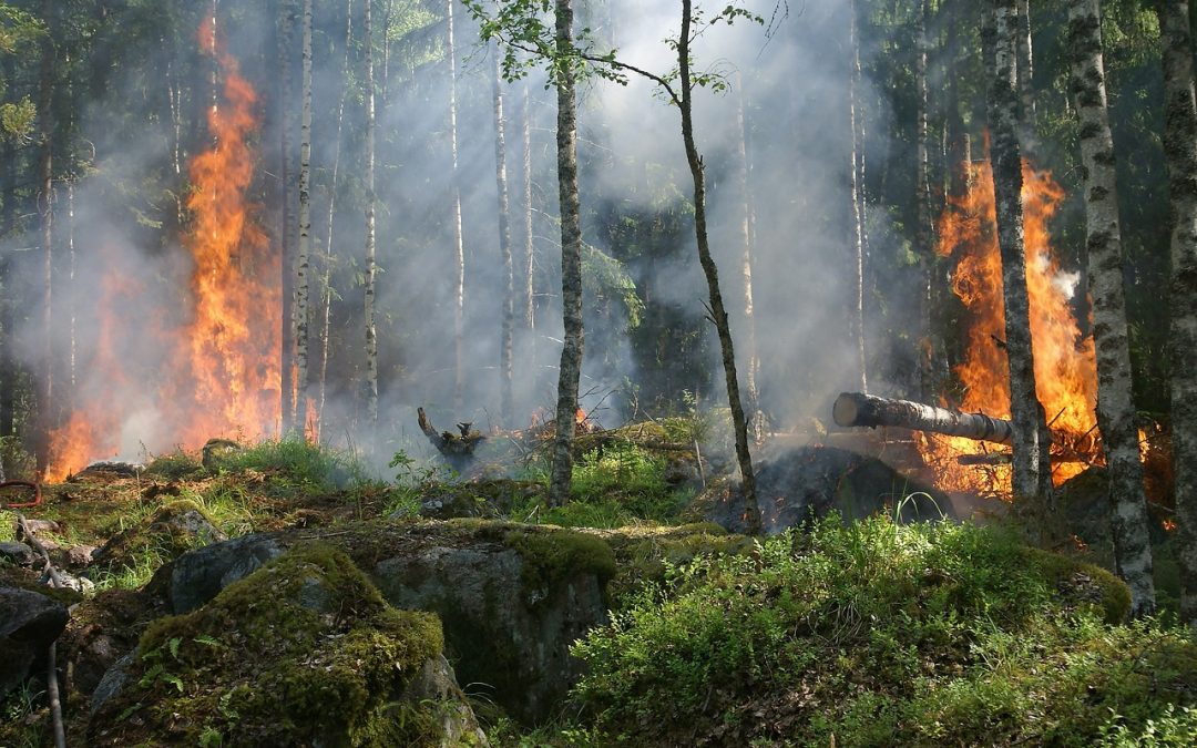 La Comunidad de Madrid esclarece el 88% de los incendios forestales en 2022