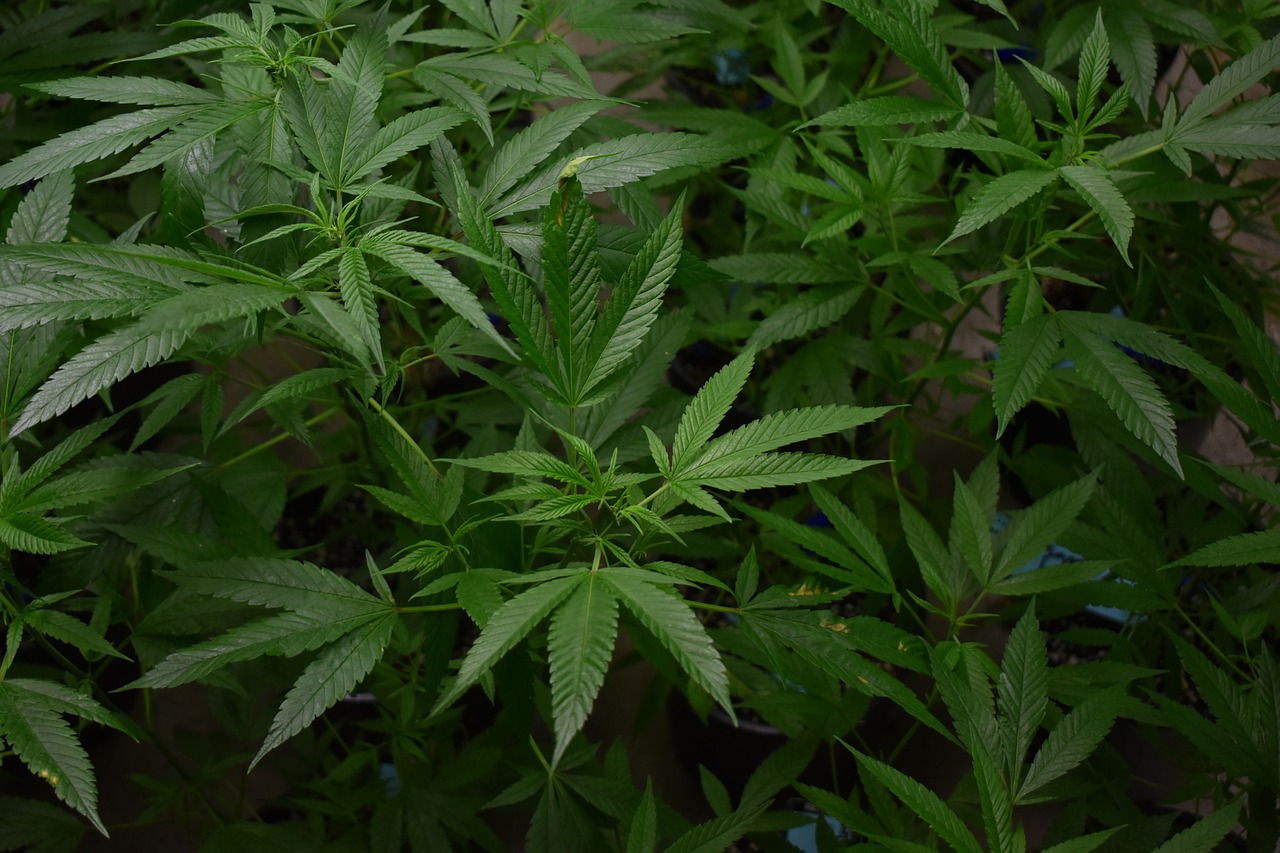 Descubierta una plantación de marihuana tras una denuncia por malos tratos