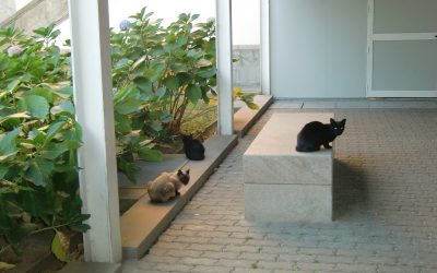 Frustrado un posible ataque a una colonia felina en Leganés: Arco y flechas caseras confiscados