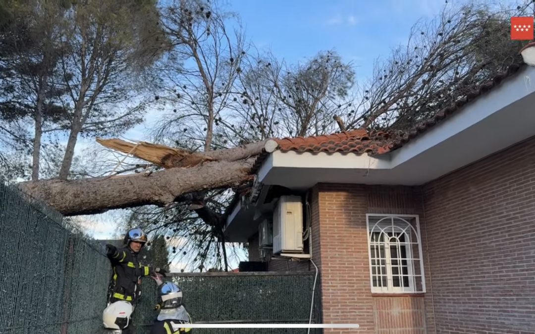 El tejado de una casa de Villalbilla, aplastado por la caída de un árbol a causa del viento.