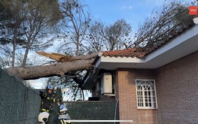 Un arbol caído en Villalbilla por fuertes vientos