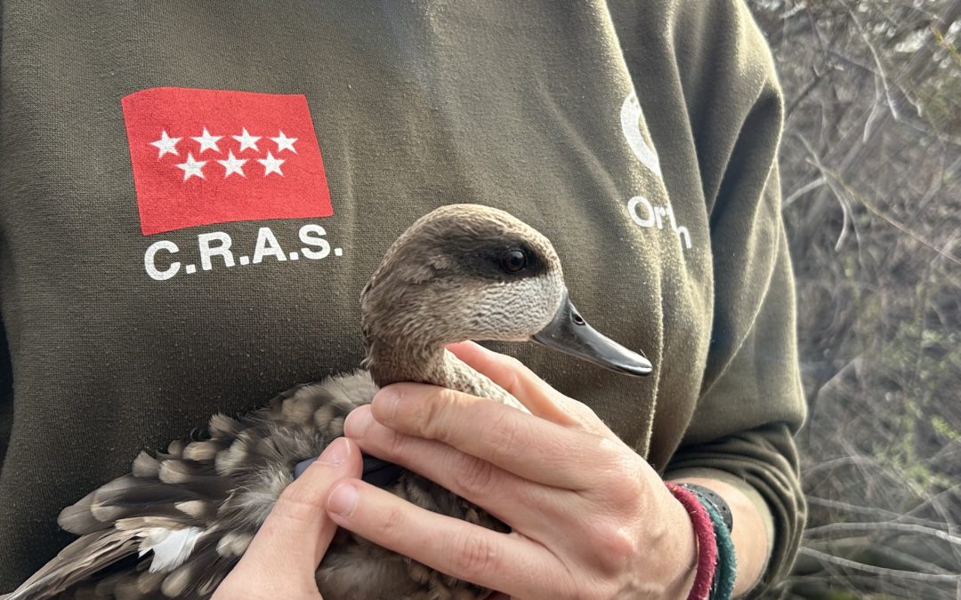 La Comunidad de Madrid reintroduce a veinte cercetas pardilla para su asentamiento en la región