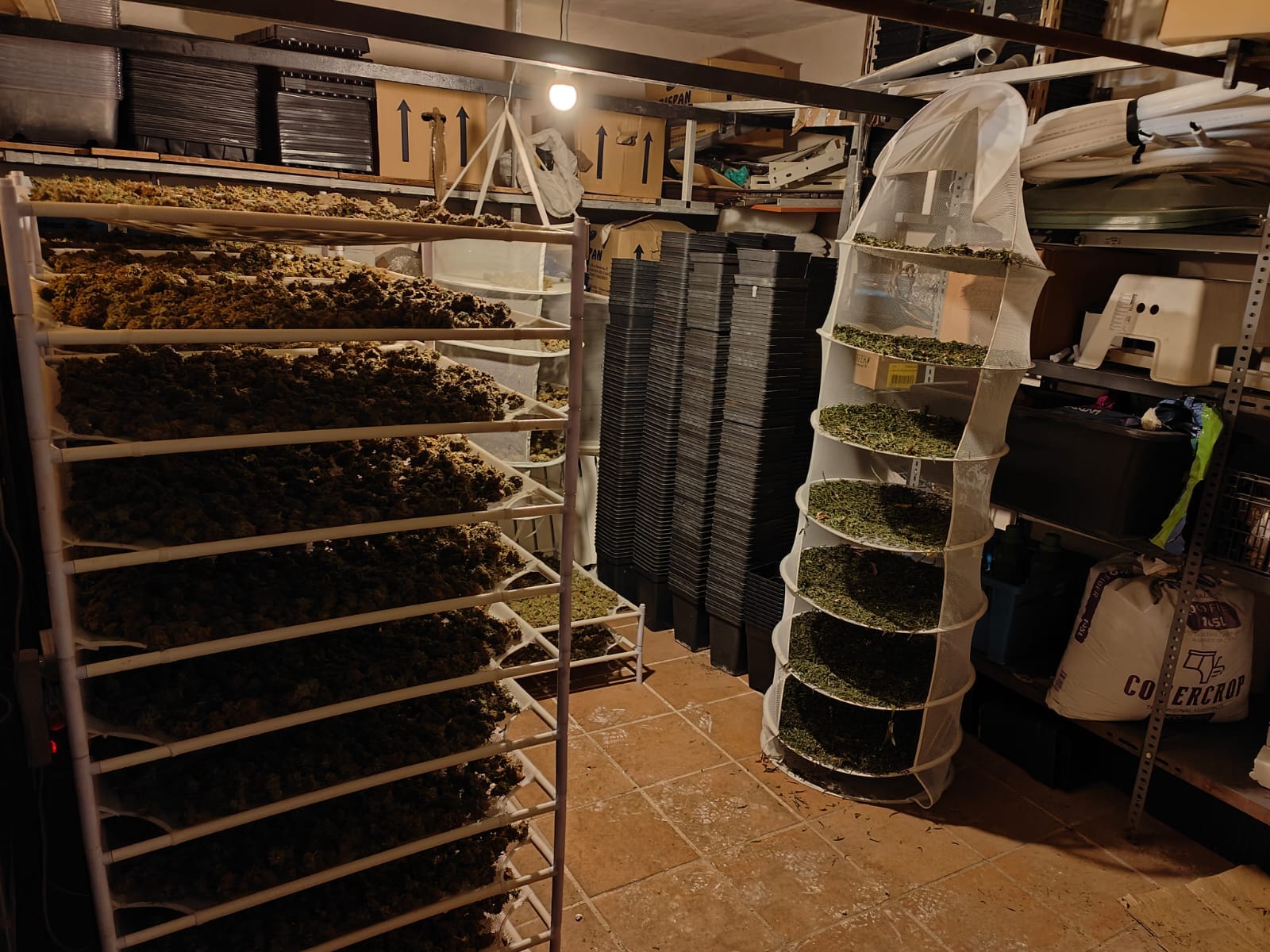 Operación Daisy: Desarticulan red de cultivo de marihuana en Cabanillas de la Sierra