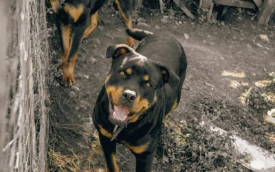 Un niño es herido en pleno paseo de Recoletos tras ser atacado por un perro