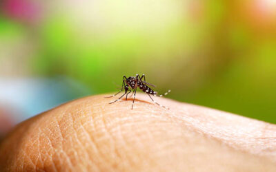 Aumento alarmante de casos por mosquito tigre en la Comunidad de Madrid