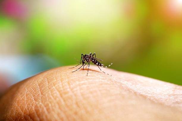 Aumento alarmante de casos por mosquito tigre en la Comunidad de Madrid