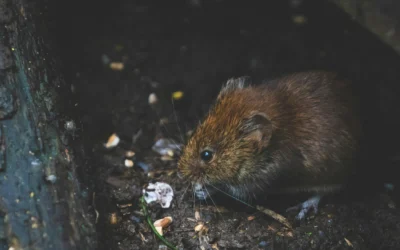 Avistamientos de ratas y críticas por la falta de limpieza