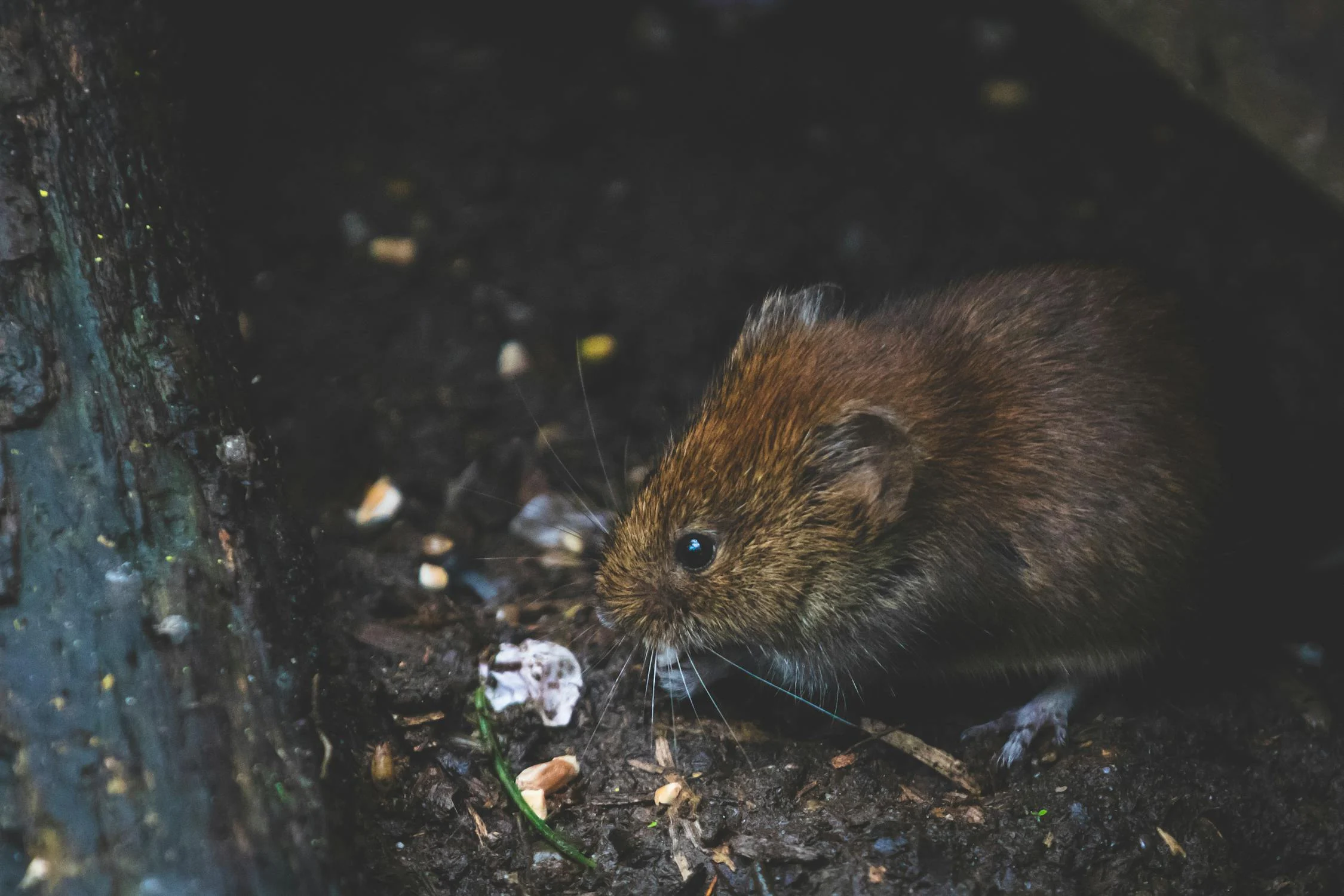 Avistamientos de ratas y críticas por la falta de limpieza