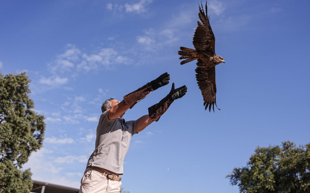 Madrid libera un milano negro rehabilitado en su centro de fauna