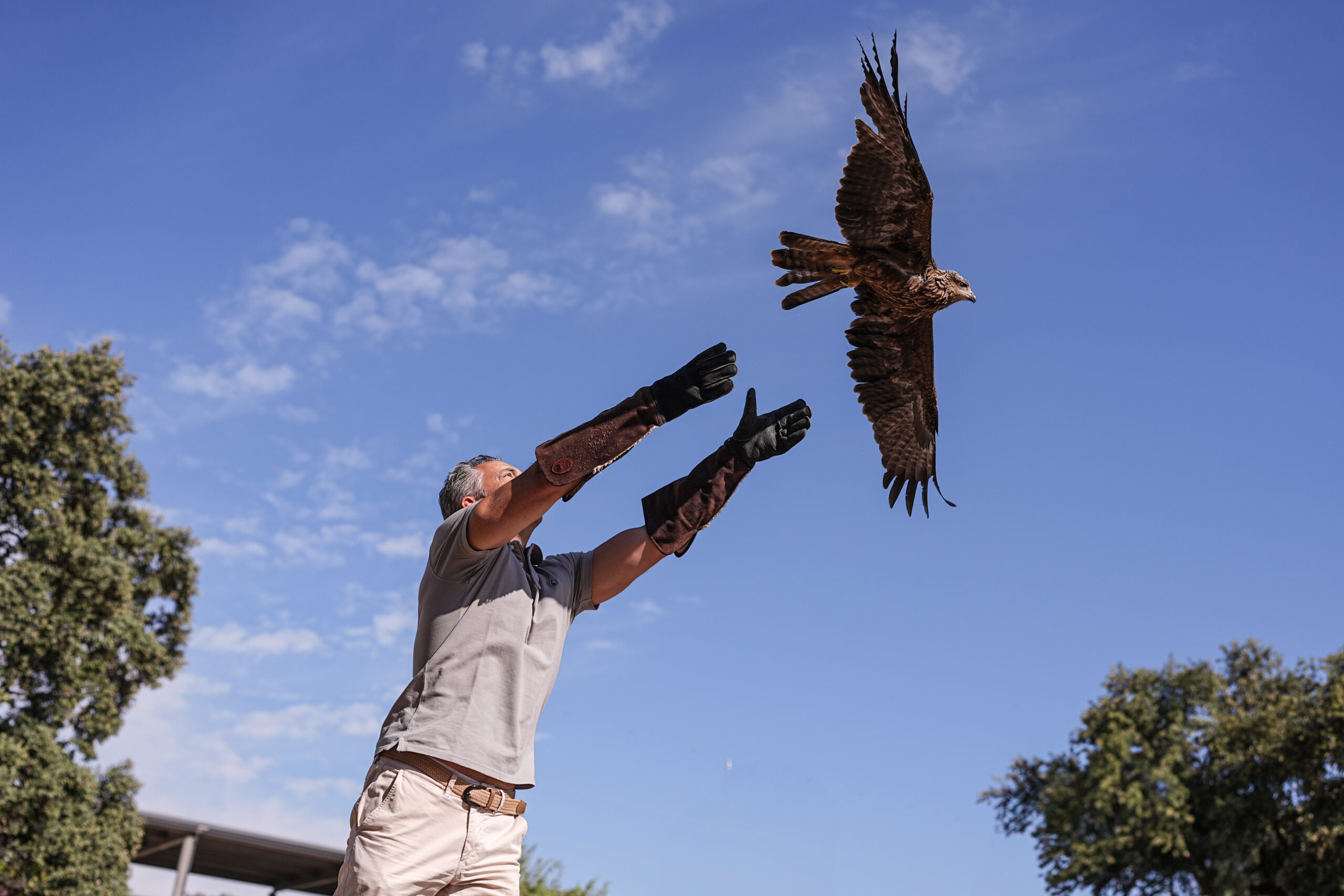 Madrid libera un milano negro rehabilitado en su centro de fauna