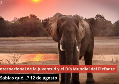 12/08/24 Día Internacional de la Juventud y el Día Mundial del Elefante ¿Sabías qué…? 12 de agosto