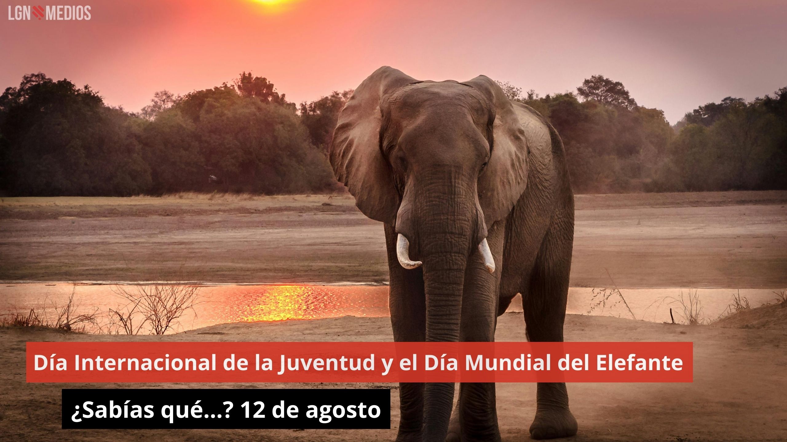 Día Internacional de la Juventud y el Día Mundial del Elefante ¿Sabías qué…? 12 de agosto