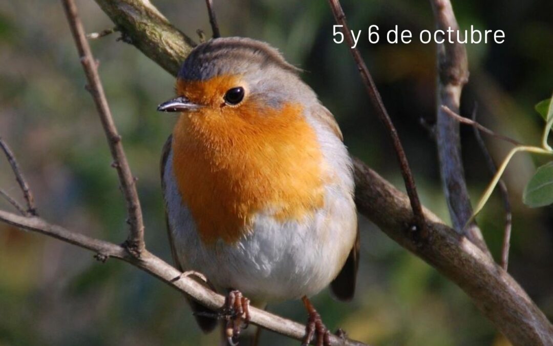 “Pinto en Verde” celebra el Día de las Aves con talleres y rutas ornitológicas en octubre