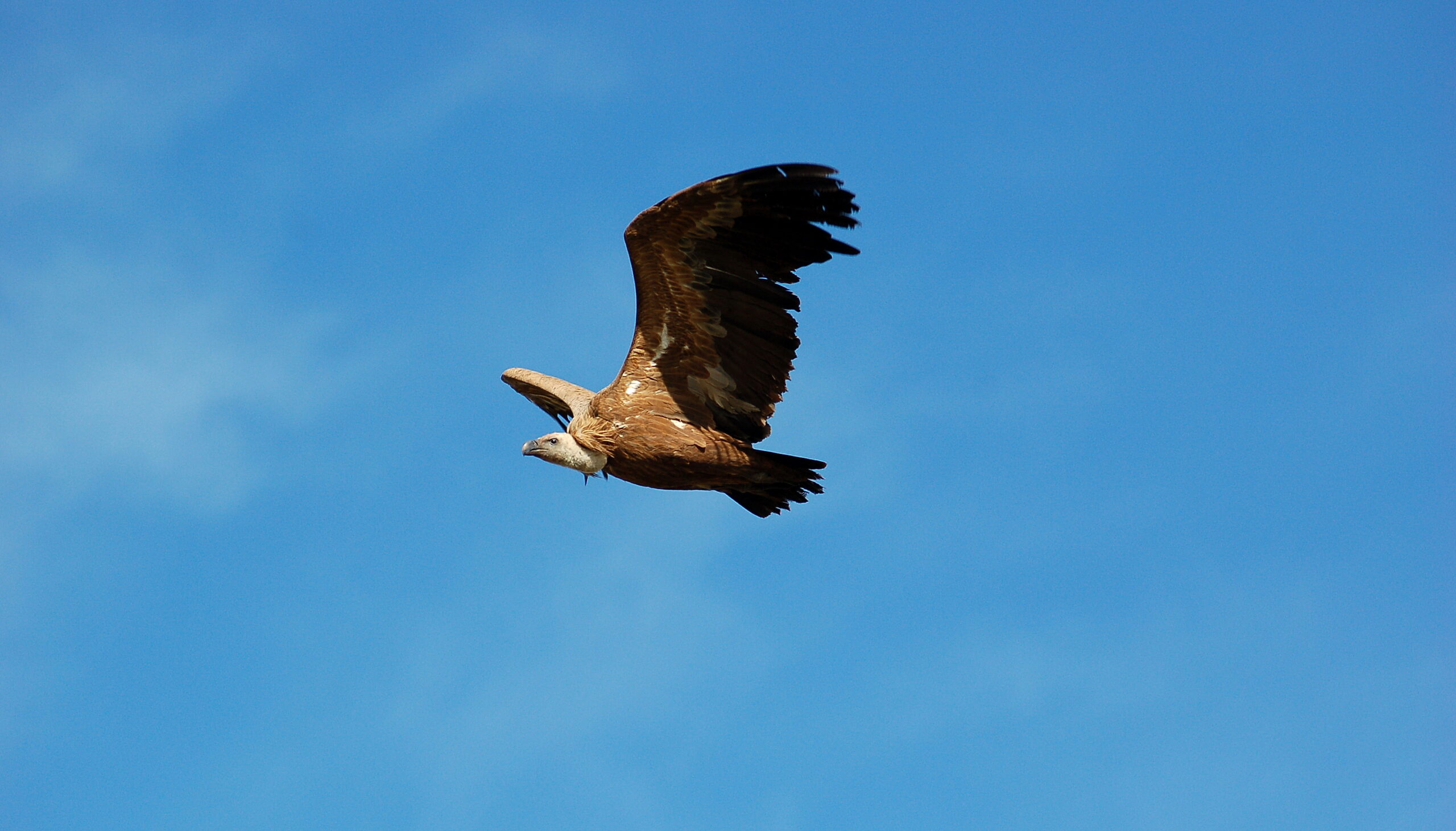 La Comunidad de Madrid celebra el Día Mundial de las Aves Migratorias con actividades gratuitas para todos los públicos