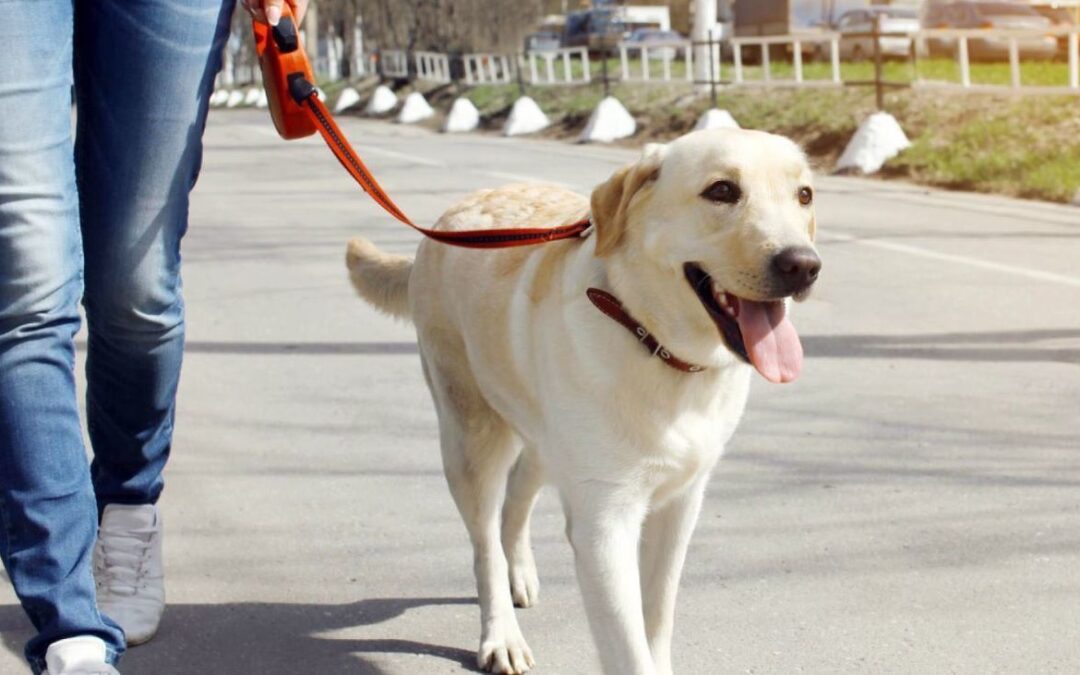 La Policía Local de Leganés registra más de 300 infracciones en campaña de control de perros y limpieza de excrementos