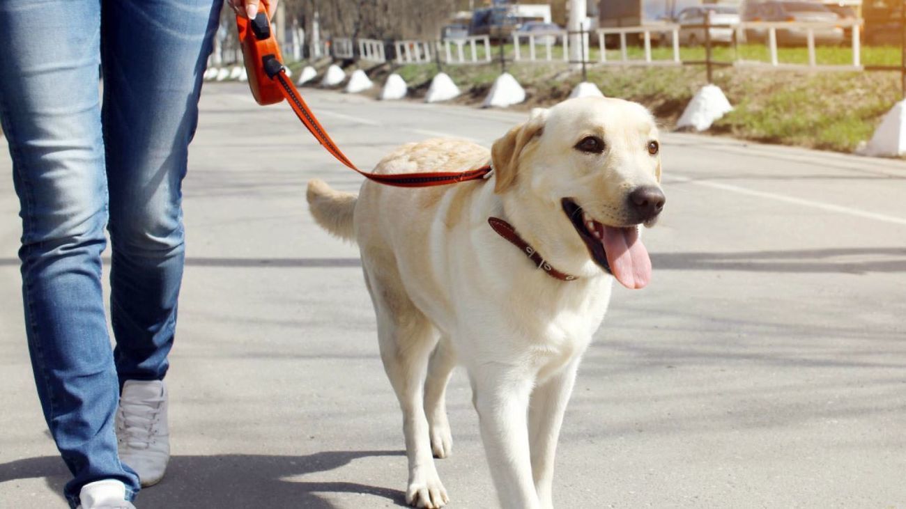 La Policía Local de Leganés registra más de 300 infracciones en campaña de control de perros y limpieza de excrementos