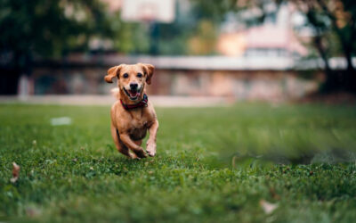 Leganés habilita ocho nuevas zonas para perros sin correa en horarios específicos