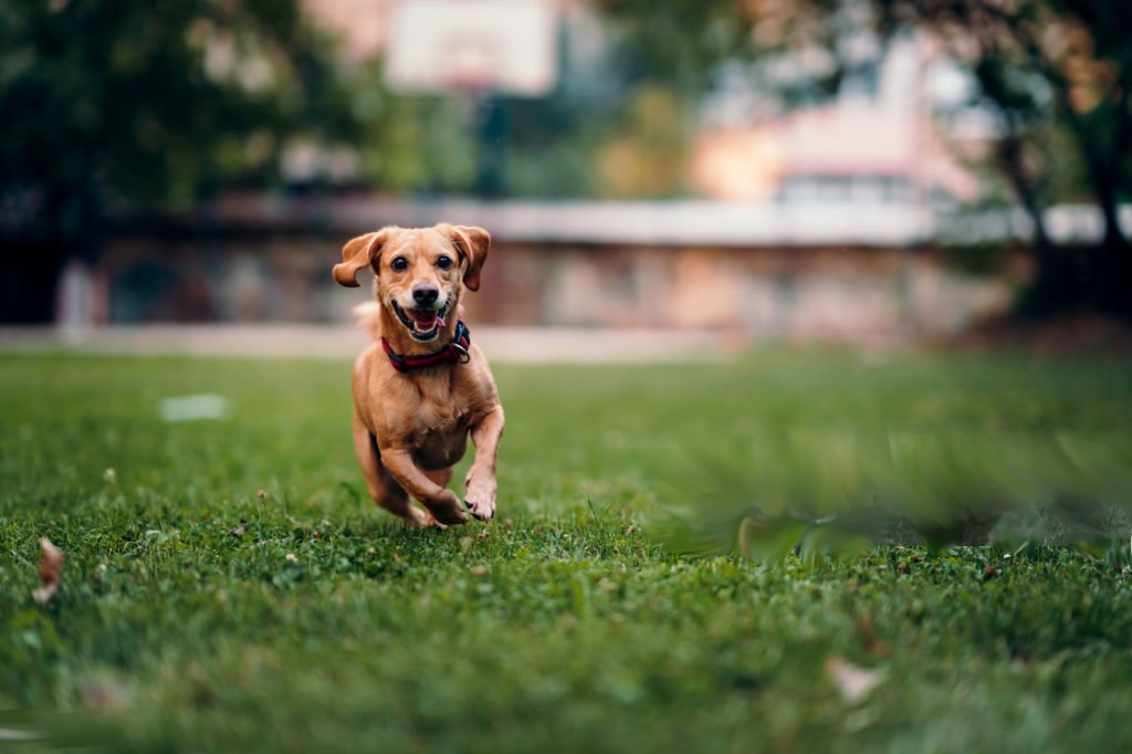 Leganés habilita ocho nuevas zonas para perros sin correa en horarios específicos