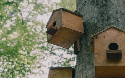 Vecinos de Pinto se unen para instalar cajas nido y proteger aves insectívoras