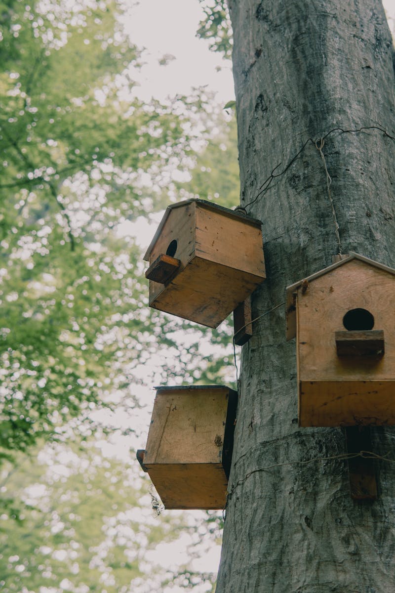 Vecinos de Pinto se unen para instalar cajas nido y proteger aves insectívoras