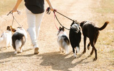 Polémica en Leganés por la campaña de control a dueños de perros en parques