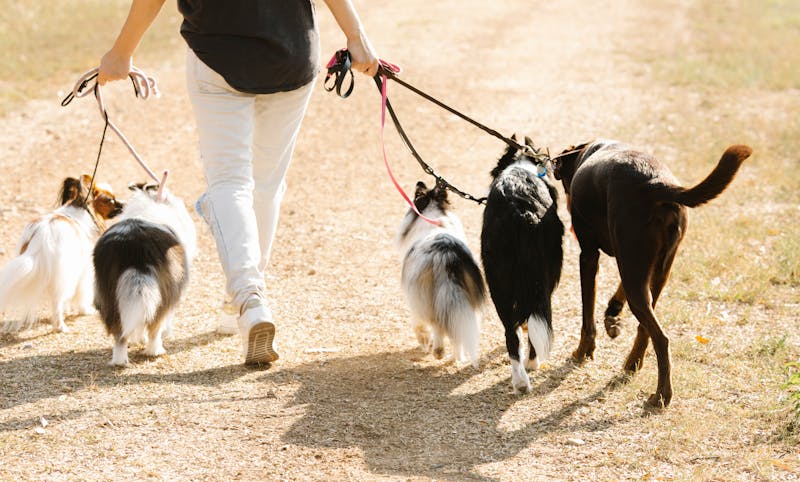 Polémica en Leganés por la campaña de control a dueños de perros en parques