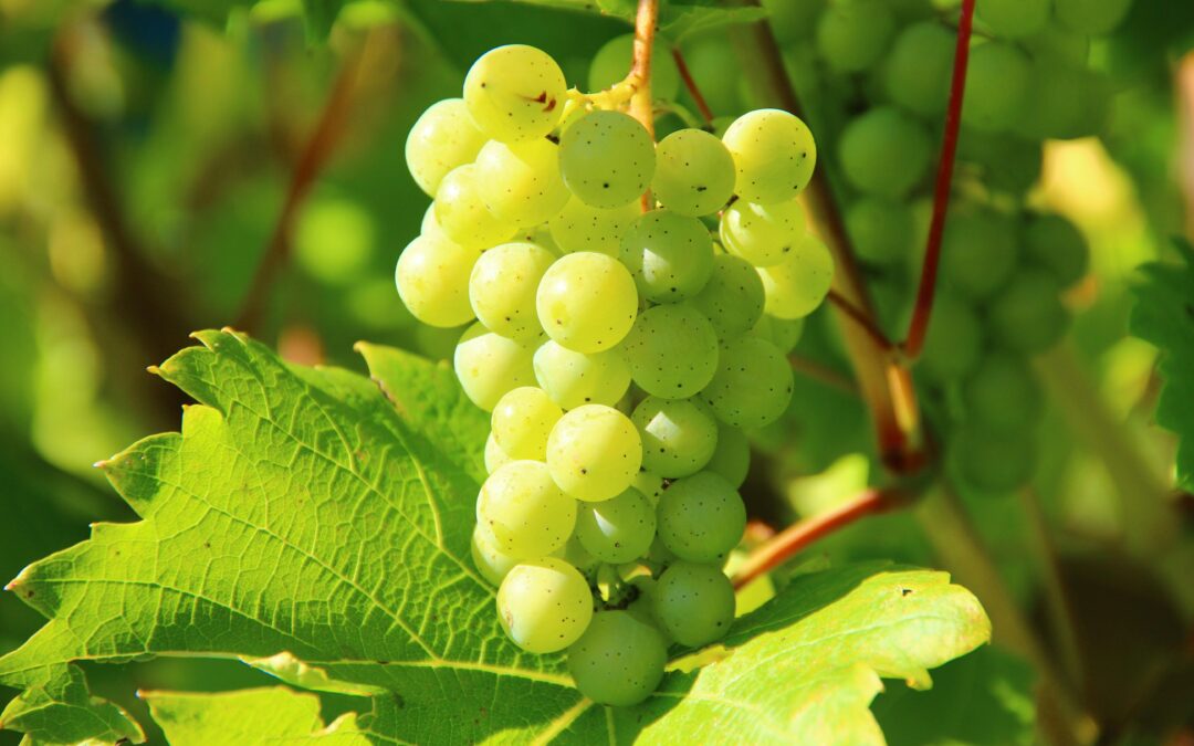 Despedir 2024 será más caro: el precio de las doce uvas sube un 10% y predominan las sin pepita