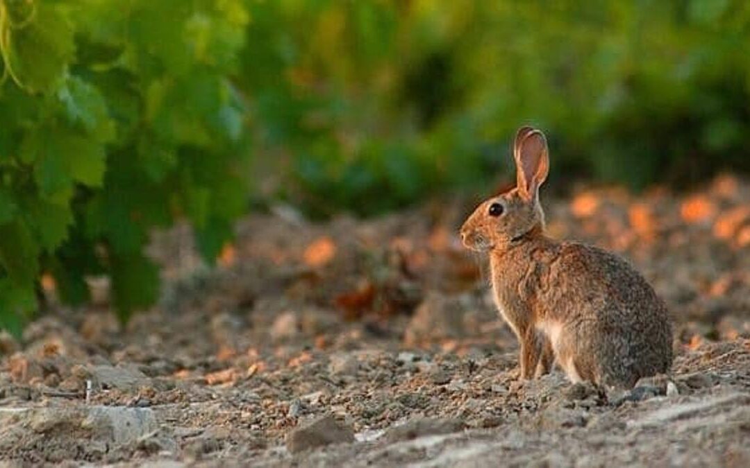 Invasión de conejos en Santa Eugenia pone en alerta a los vecinos
