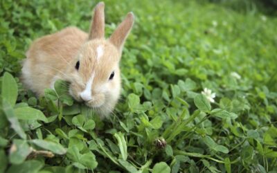 Agricultores piden ayudas y más caza para frenar los daños del conejo en Madrid