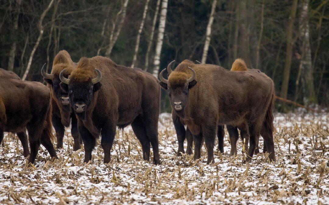 El bisonte europeo regresa a Madrid tras 10.000 años