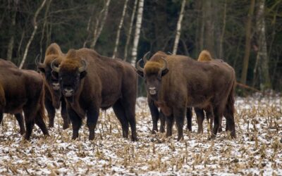 El bisonte europeo regresa a Madrid tras 10.000 años