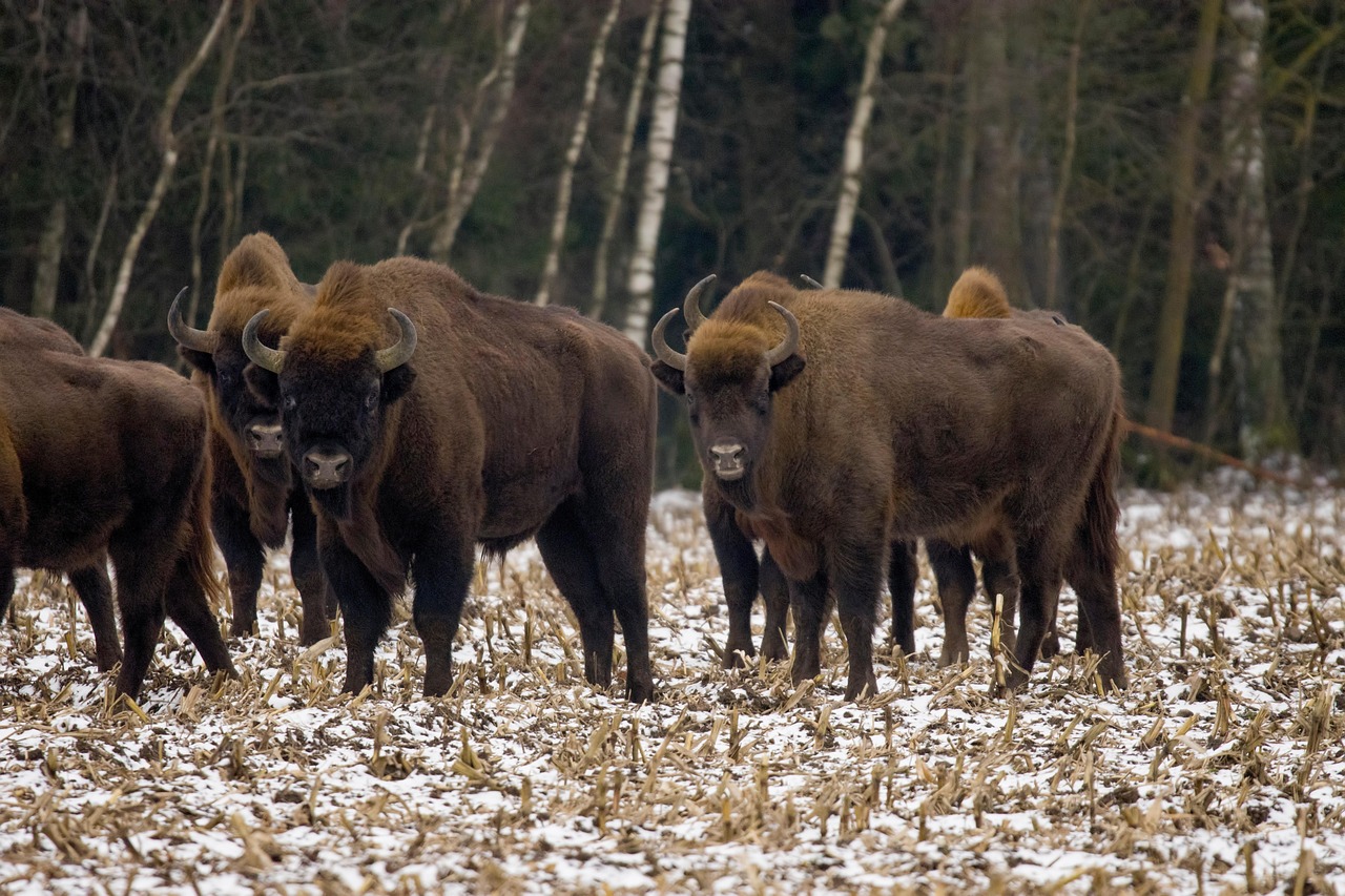 Pixabay_El bisonte europeo regresa a Madrid tras 10.000 años