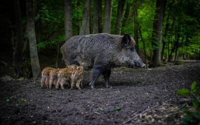 La Comunidad de Madrid activa un plan urgente por el aumento de jabalíes