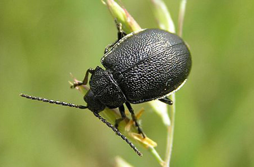 Invasión de insectos en Leganés obliga a cerrar ventanas y usar insecticidas