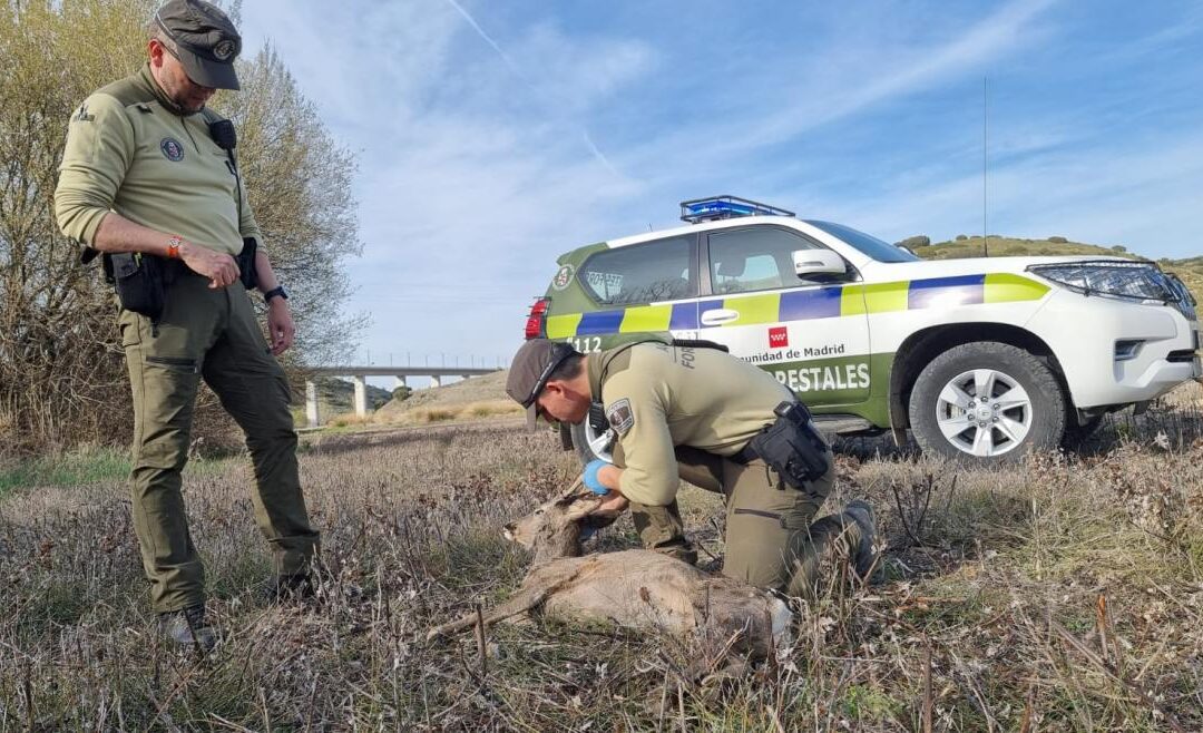La Comunidad de Madrid convoca 96 plazas de agentes forestales