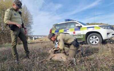 La Comunidad de Madrid convoca 96 plazas de agentes forestales