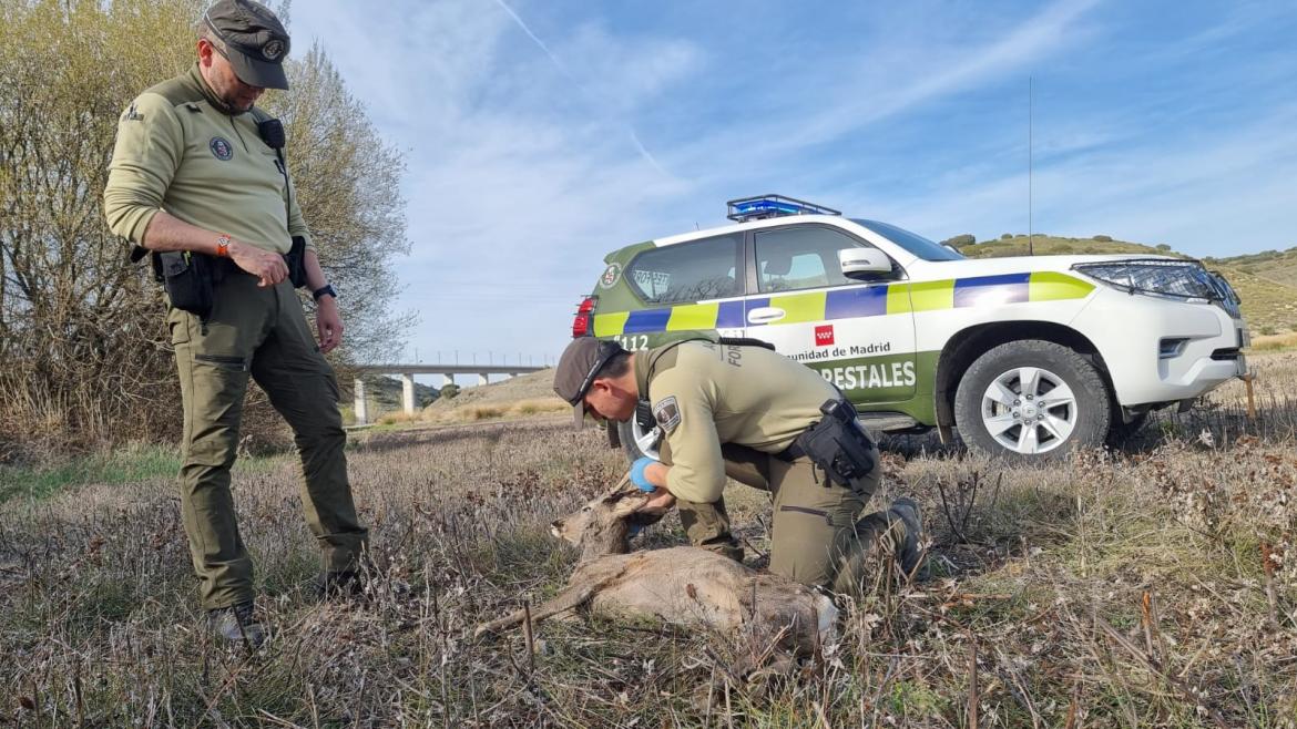 ComunidaddeMadrid_La Comunidad de Madrid convoca 96 plazas de agentes forestales