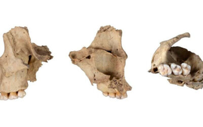 Nuevo caso de canibalismo prehistórico documentado en Atapuerca