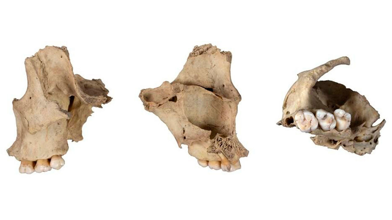 EuropaPress_Nuevo caso de canibalismo prehistórico documentado en Atapuerca