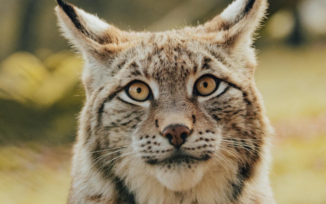 Confirman la presencia de un lince en libertad en el noreste de Madrid
