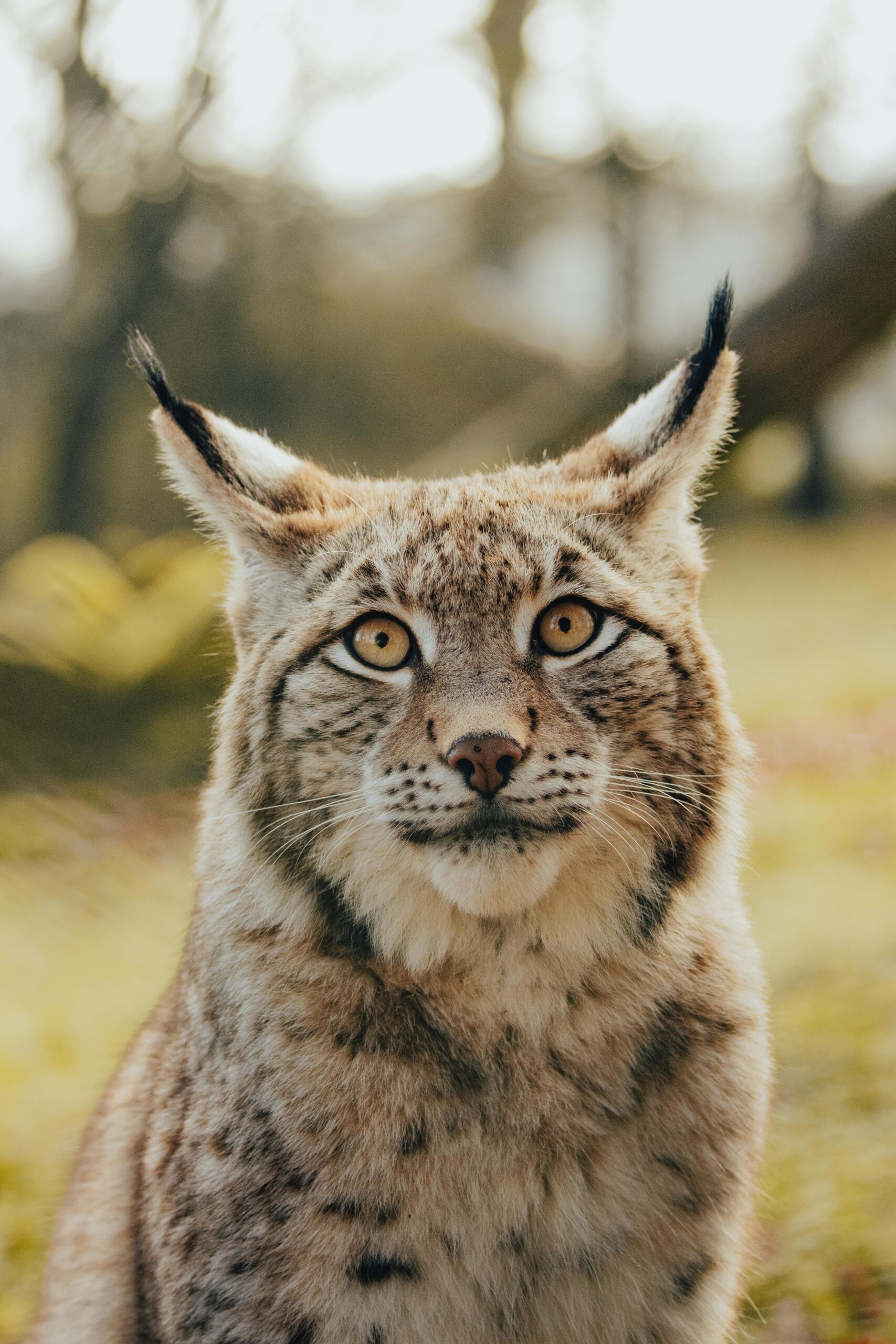 Confirman la presencia de un lince en libertad en el noreste de Madrid