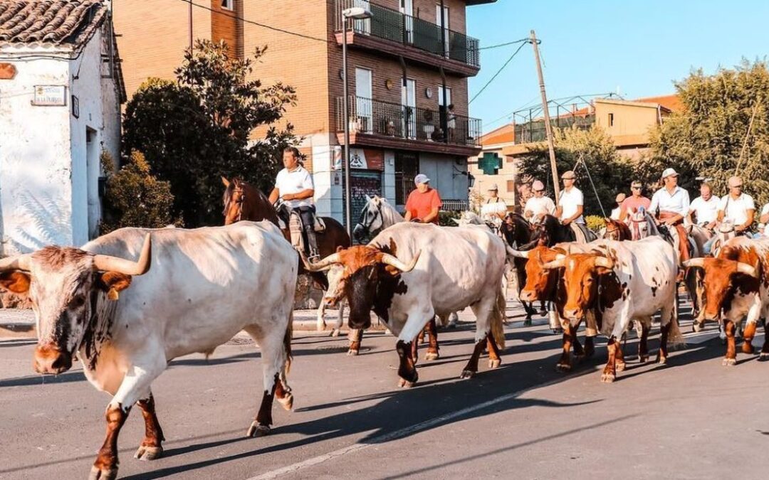 El Álamo mantiene viva la tradición de la trashumancia en sus fiestas patronales