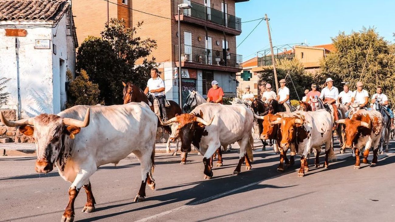 TeleMadrid_El Álamo mantiene viva la tradición de la trashumancia en sus fiestas patronales