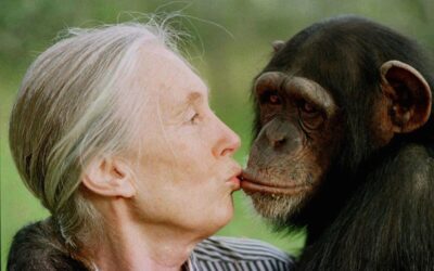 Muere Jane Goodall, pionera en el estudio de los chimpancés