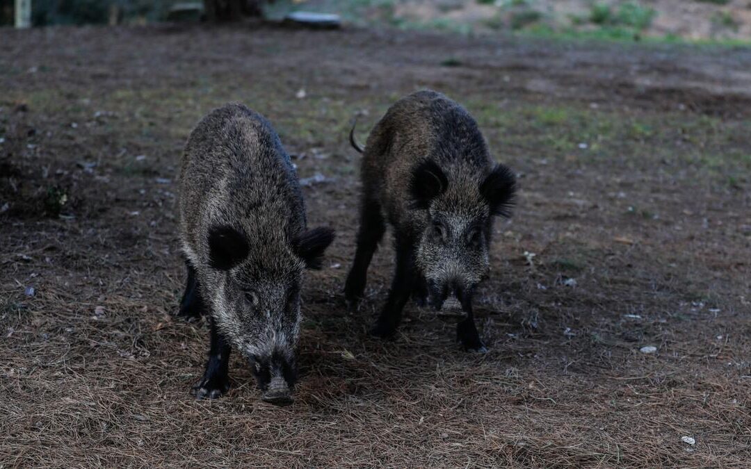 La Generalitat de Cataluña moviliza a la Unidad Militar de Emergencias para frenar brote de peste porcina en Collserola